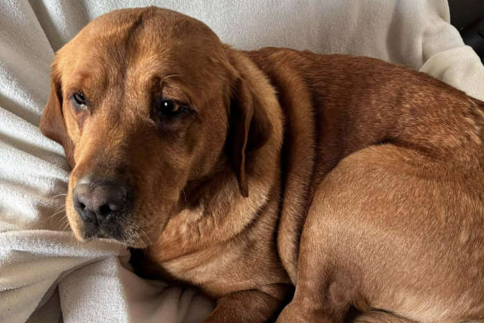 osierocone labradorki do adopcji