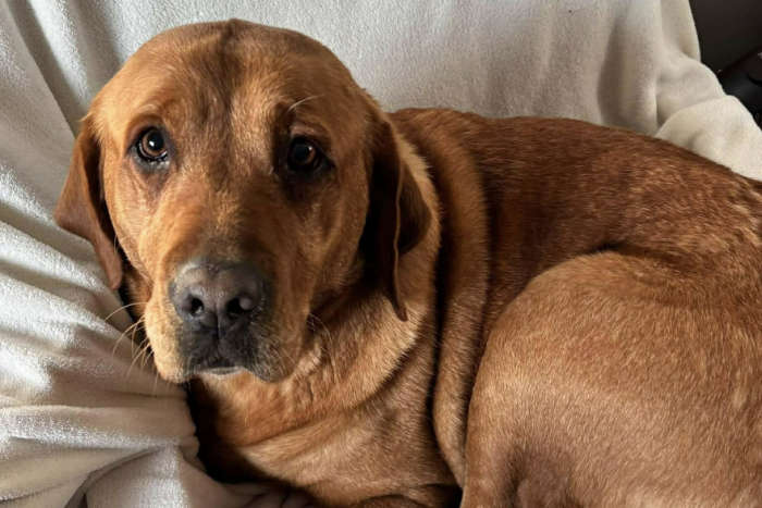 osierocone labradorki do adopcji
