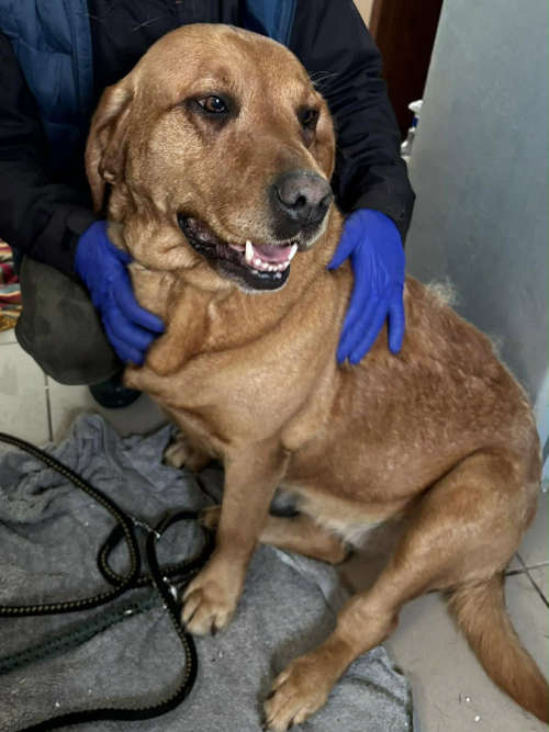 osierocone labradorki do adopcji