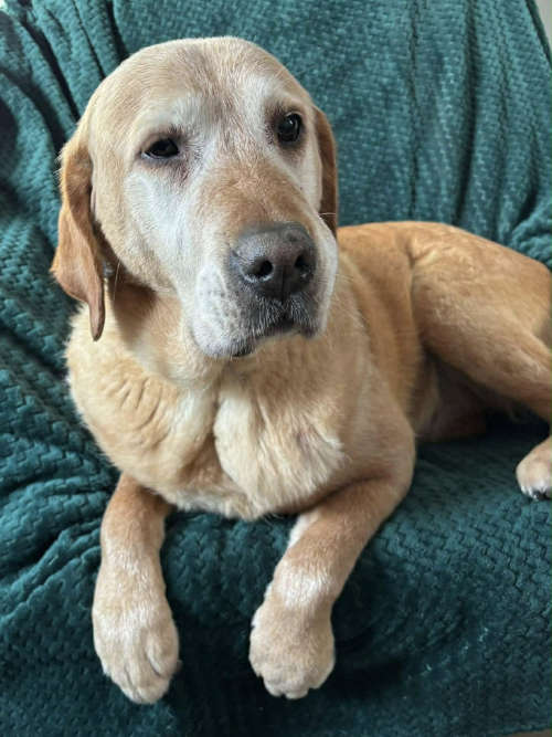 osierocone labradorki do adopcji