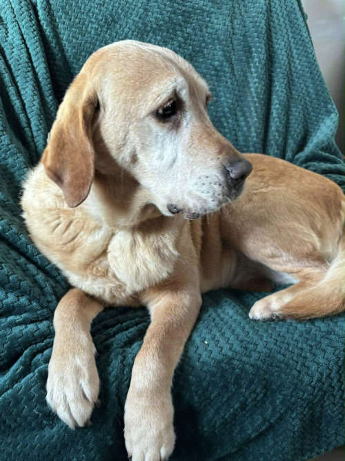 osierocone labradorki do adopcji