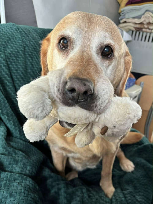 osierocone labradorki do adopcji