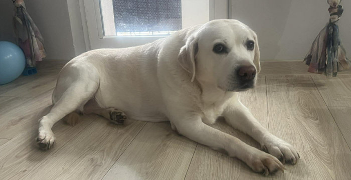 Tosia, labradorka do adopcji