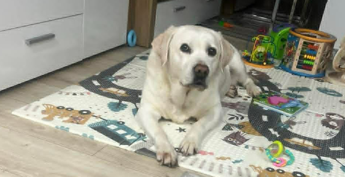Tosia, labradorka do adopcji