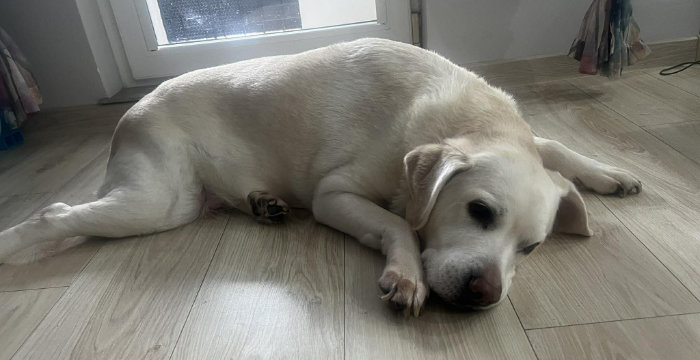 Tosia, labradorka do adopcji
