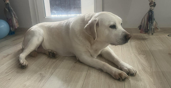 Tosia, labradorka do adopcji