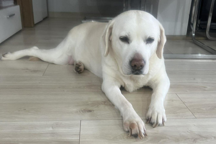 Tosia, labradorka do adopcji