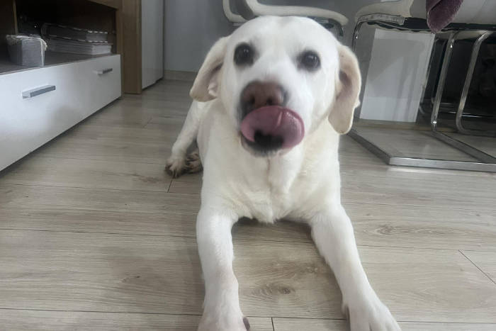 Tosia, labradorka do adopcji