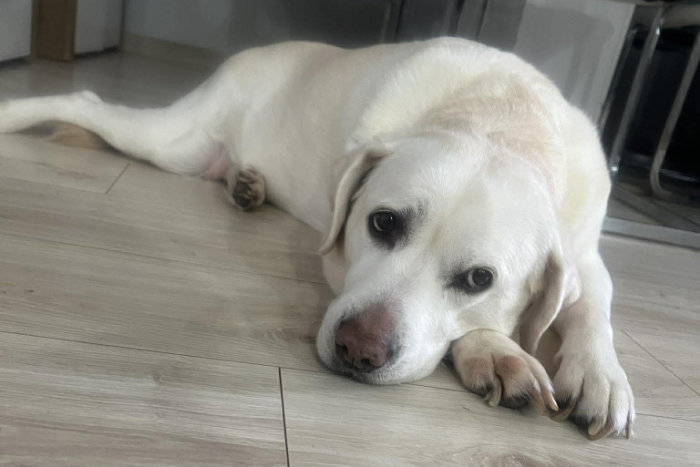 Tosia, labradorka do adopcji