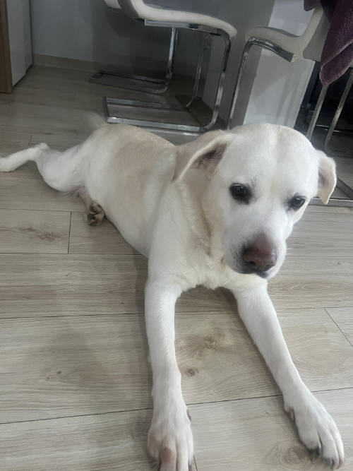 Tosia, labradorka do adopcji