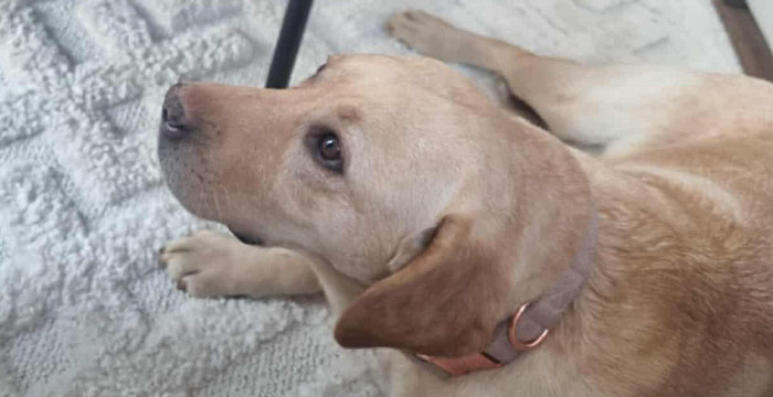 Ayla, labradorka do adopcji