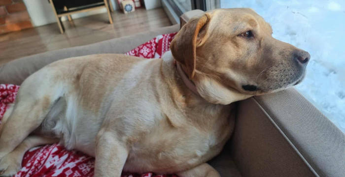 Ayla, labradorka do adopcji