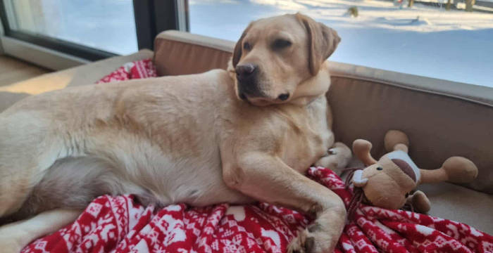 Ayla, labradorka do adopcji