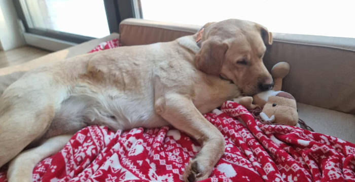 Ayla, labradorka do adopcji