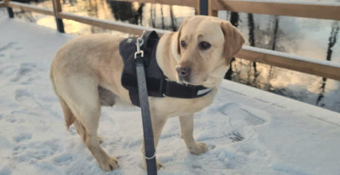 Ayla, labradorka do adopcji