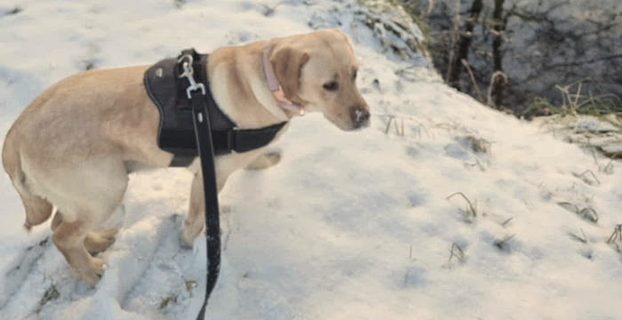 Ayla, labradorka do adopcji