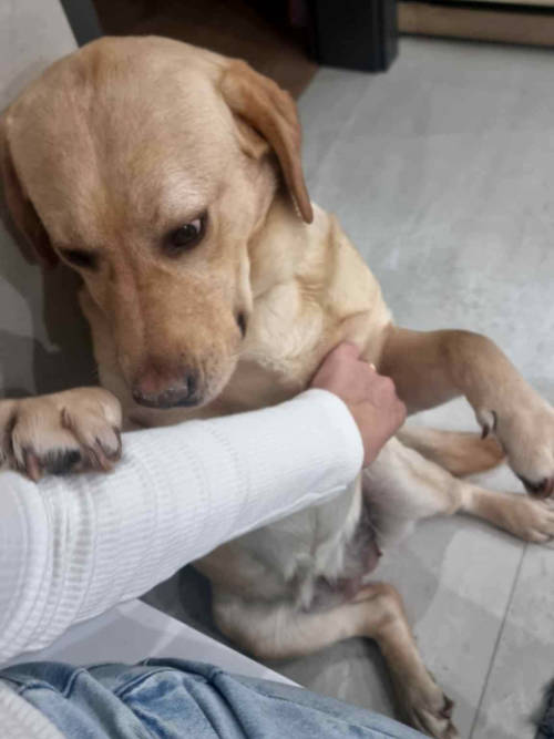 Ayla, labradorka do adopcji