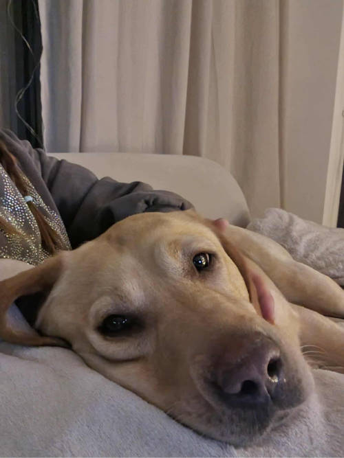 Ayla, labradorka do adopcji