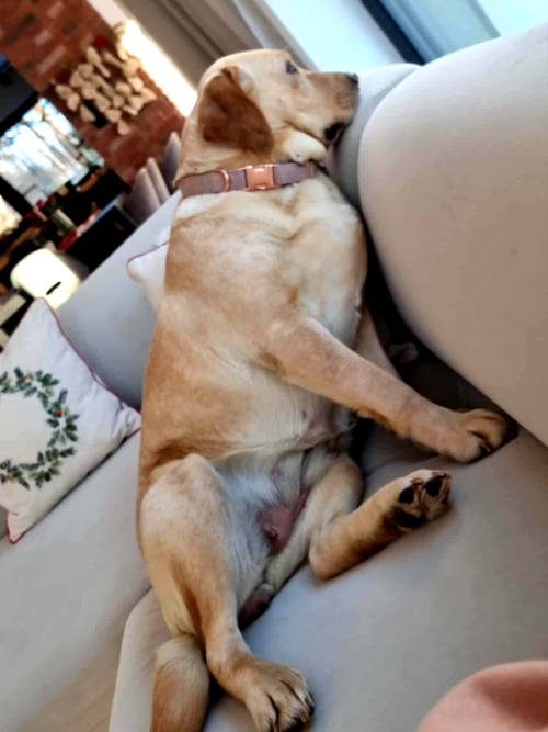 Ayla, labradorka do adopcji