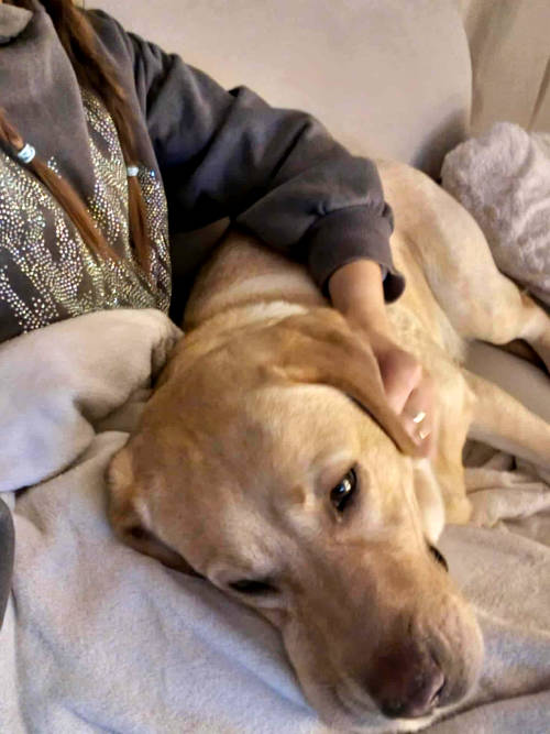 Ayla, labradorka do adopcji