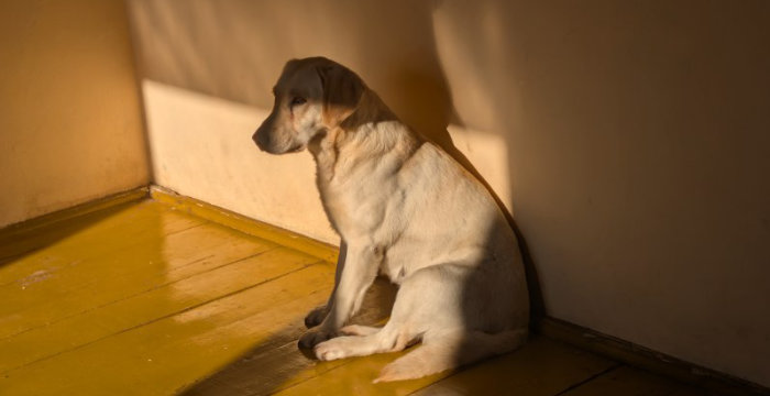 Bafi, labradorka do adopcji