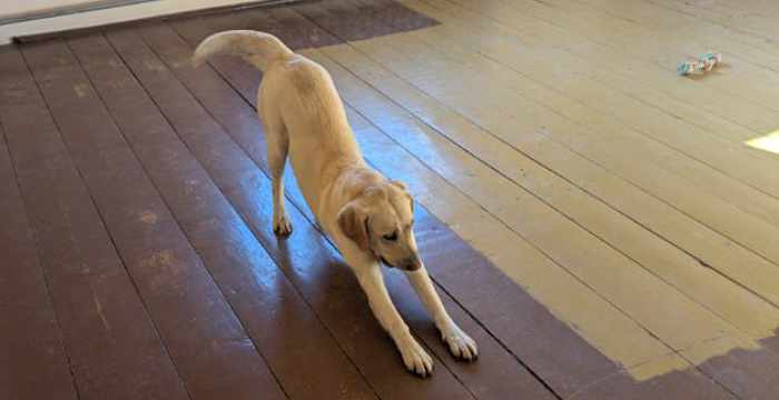 Bafi, labradorka do adopcji