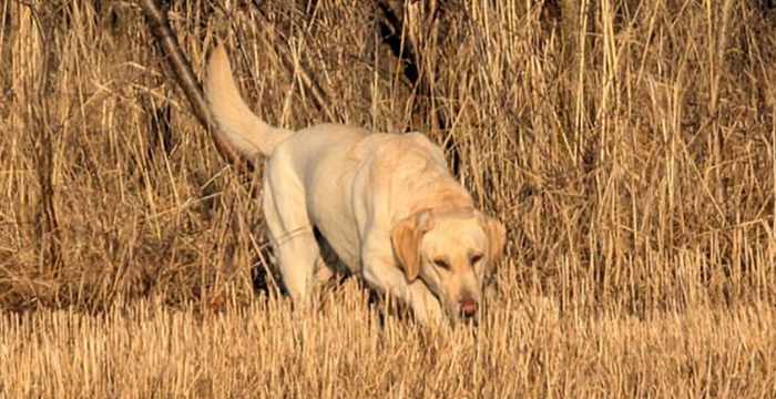 Bafi, labradorka do adopcji