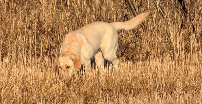 Bafi, labradorka do adopcji