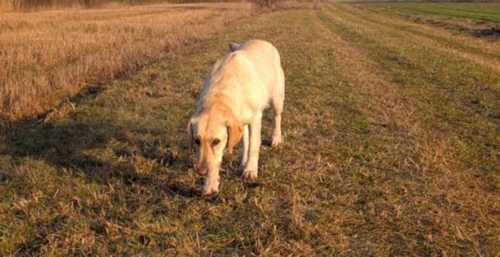 Bafi, labradorka do adopcji