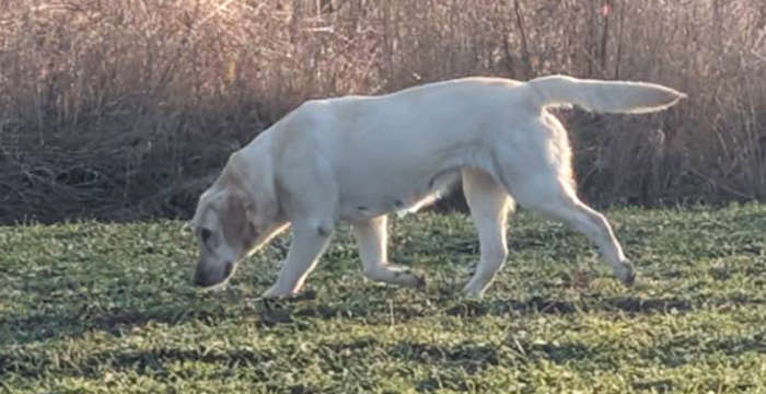 Bafi, labradorka do adopcji