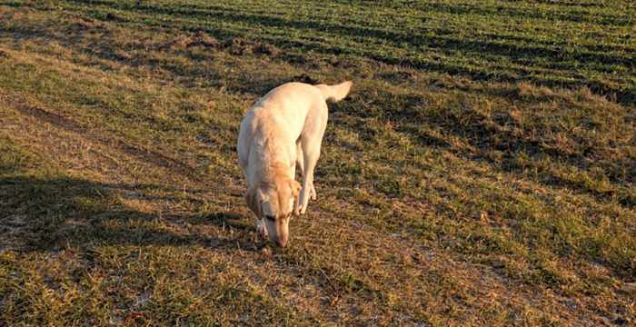 Bafi, labradorka do adopcji