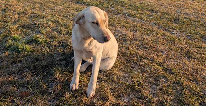 Bafi, labradorka do adopcji