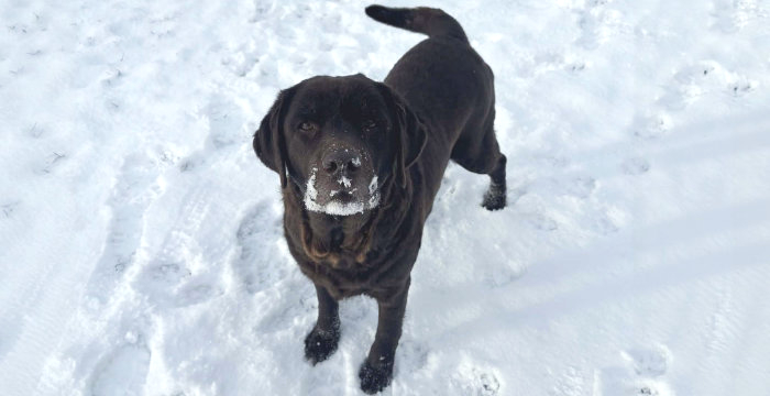 Bercia, labradorka do adopcji