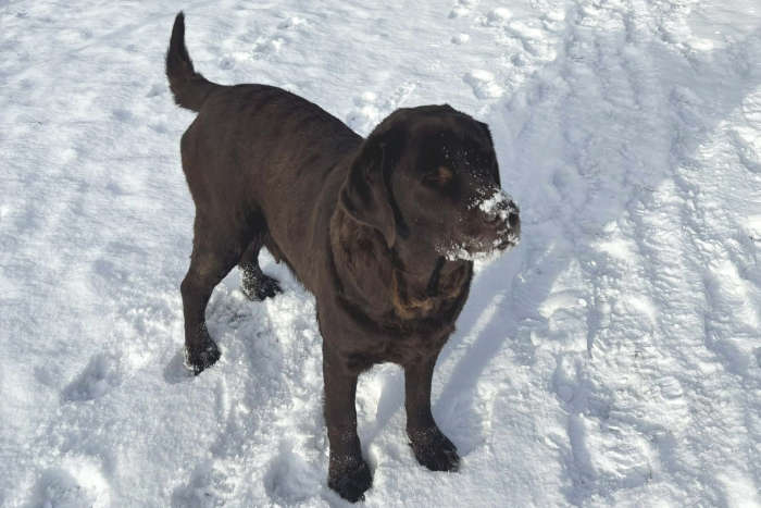 Bercia, labradorka do adopcji