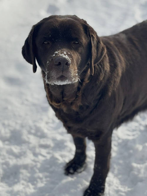 Bercia, labradorka do adopcji