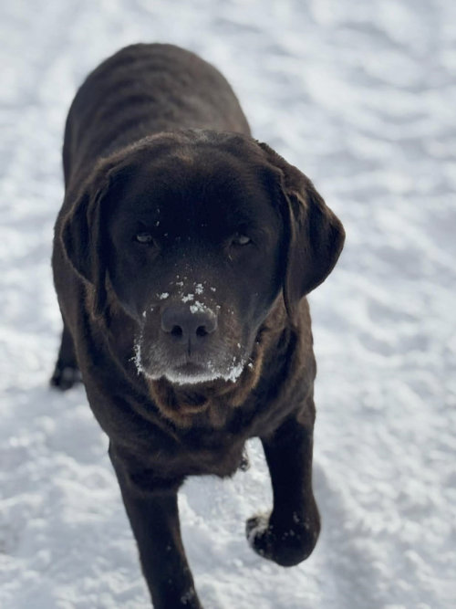 Bercia, labradorka do adopcji