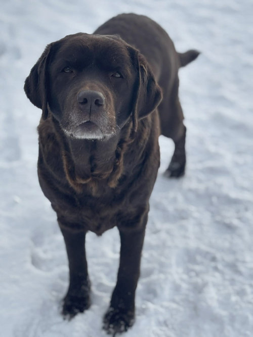 Bercia, labradorka do adopcji