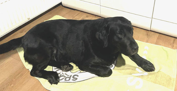 Dziunia, labradorka do adopcji