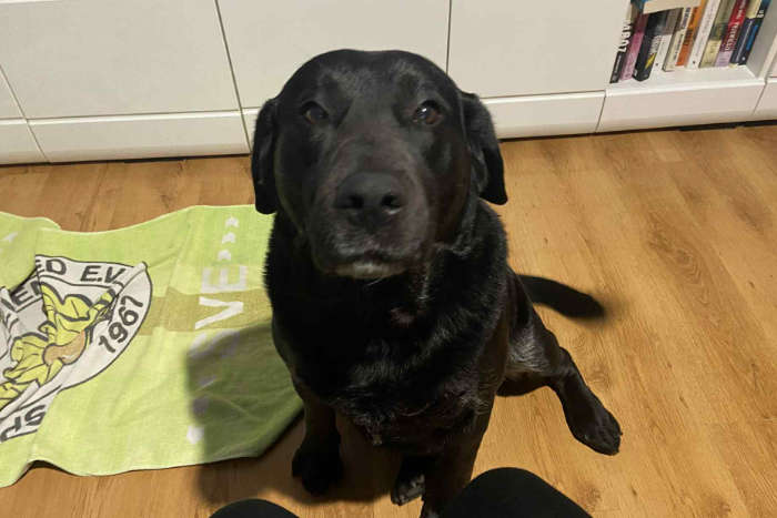 Dziunia, labradorka do adopcji