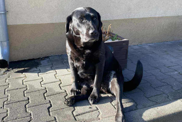 Dziunia, labradorka do adopcji