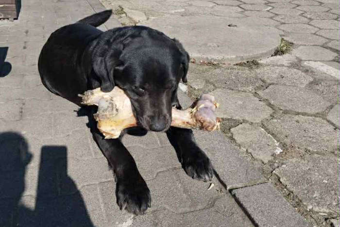 Dziunia, labradorka do adopcji
