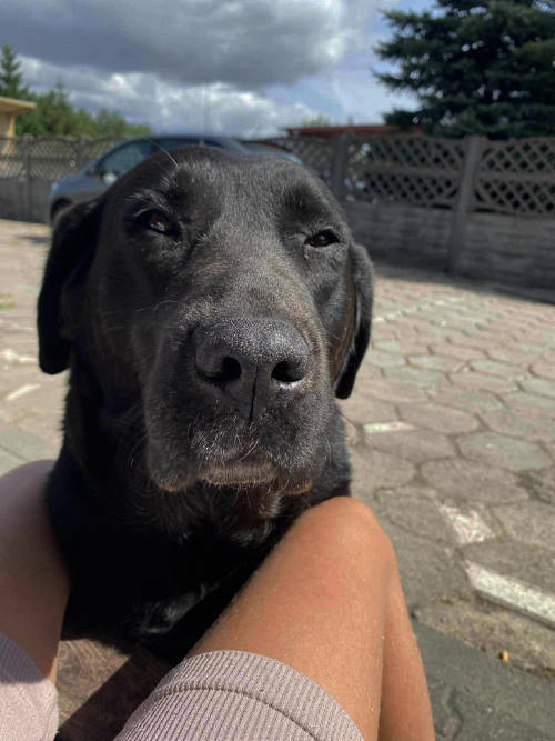 Dziunia, labradorka do adopcji