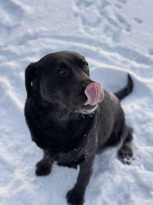 Dziunia, labradorka do adopcji