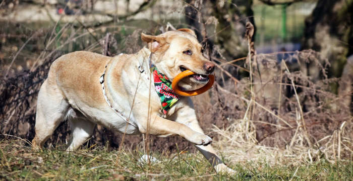 Hera, labradorka do adopcji