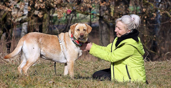 Hera, labradorka do adopcji