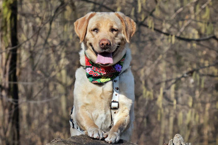 Hera, labradorka do adopcji