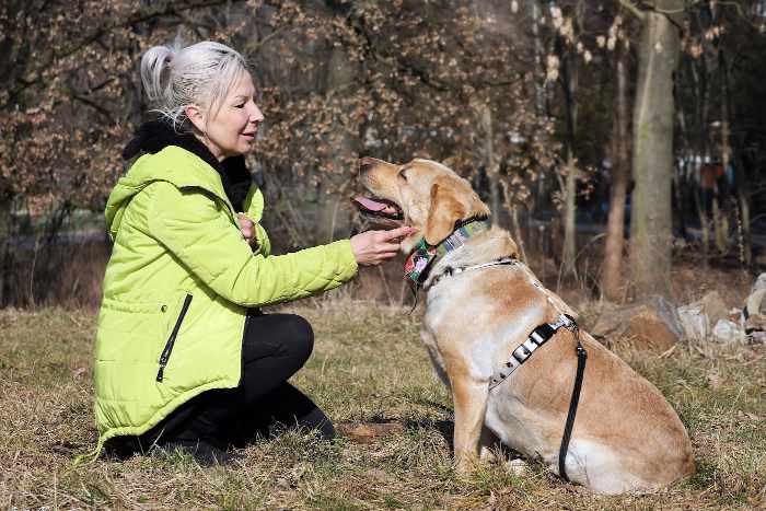 Hera, labradorka do adopcji