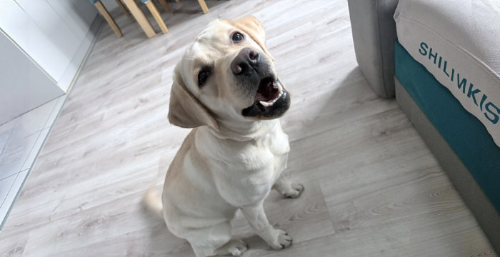 Hera, labradorka do adopcji