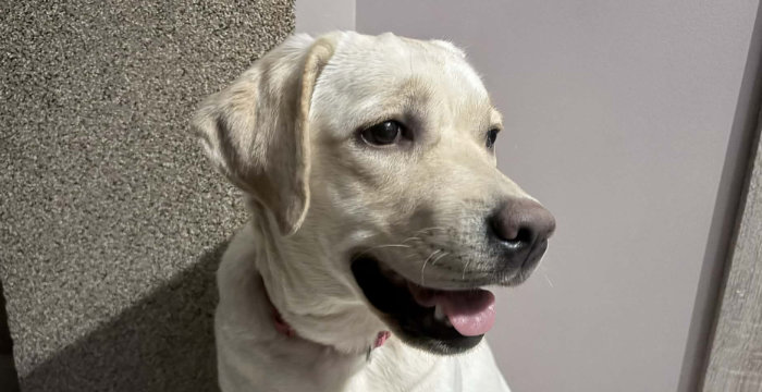 Hera, labradorka do adopcji