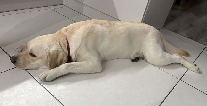 Hera, labradorka do adopcji